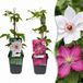 boutiQ - 2x Clematis Duo Pink & White - Bosrank - Blanc - Rose - Plante grimpante - Ø9cm - 35cm