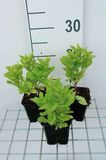 GRDplanten Groendecor Tuinarchitectuur 6x Klokje - Campanula lact. 'Border Blues' ('madiwiho') | 9x9 cm pot