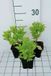 GRDplanten Groendecor Tuinarchitectuur 6x Klokje - Campanula lact. 'Border Blues' ('madiwiho') | 9x9 cm pot