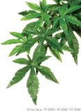Exo Terra Rainforest Plant Abutilon Small Silk