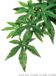Exo Terra Rainforest Plant Abutilon Small Silk