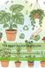 La magie des plantes gratuites: Avoir des plantes d'intérieur gratuitement et les soigner