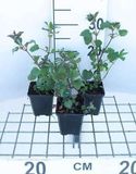 GRDplanten Dovenetel 6x Lamium maculatum | 9x9 cm pot