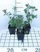 GRDplanten Dovenetel 6x Lamium maculatum | 9x9 cm pot