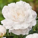 Dutch Bulbs Pioenroos - White Passion