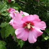 Arborix Hibiscus syriacus 'Woodbridge' - Altheastruik 40-60cm in pot