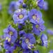 Arborix Polemonium Caeruleum - Jakobsladder pot 9x9cm (6 stuks)