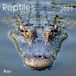 Reptiles: Calendrier
