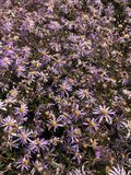 GRDplanten Aster 6x Aster pyrenaeus 'Lutetia' | 9x9 cm pot