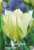 Dutch Flower Lady Exotic Emperor Fosteriana Tulpenbollen 10 stuks Bolmaat 12+