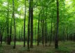 AG Design Vlies fotobehang bos 360 x 270 cm, meerkleurig, 4-delig