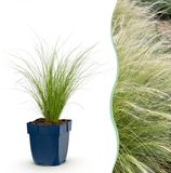 Plantenboetiek.nl | Stipa tenuissima Ponytails - Vedergras - Groenblijvend - Groen - 24 Planten - Ø11cm - 15-25cm hoog - Tuinplant
