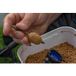 Preston Innovations Amorceur ICS Inline Dura Flat Method Mini