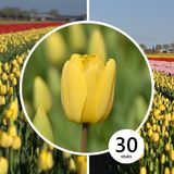 InVolleBloei Tulpenbollen 'Golden Parade' – 30 stuks – Gele Tulpenbollen