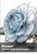 Blumen, Bol Blumen, Schwarz-Weiß-Zeichnungen