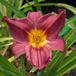Arborix Hemerocallis 6 x 'Summer Wine' - Daglelie Pot 9x9 cm - Wijnrode Bloemen