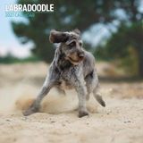 Magnet & Steel Labradoodle Kalender 2027 Wandkalender