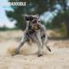 Magnet & Steel Labradoodle Kalender 2027 Wandkalender