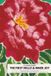 Ammy&The Bloom Guided Journal for Women: First Hello (Red Bloom)