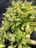 GRDplanten Groendecor Tuinarchitectuur 6x Hartlelie, Funkia - Hosta hybr. 'Royal Standard' | 9x9 cm pot