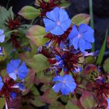 Arborix Ceratostigma 6 x Ceratostigma Plumbaginoides - Loodkruid pot 9x9cm