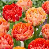 Green boutiQ - 96x Tulipa Gudoshnik Double Tulpenbollen