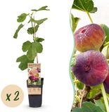 Green boutiQ - Ficus carica Rouge de Bordeaux - Vijgenboom - Winterhard - Paarse Vrucht - 2 Planten - Pot 15cm - Hoogte 50cm