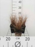 GRDplanten Zegge - Carex comans 'Bronze Form' - 6 stuks