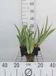 GRDplanten Groendecor Tuinarchitectuur 6x Dwergbaardiris - Iris (pum.) 'Cherry Garden' | 9x9 cm pot