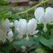 Arborix Bol 6 x Dicentra Spectabilis 'Alba ' - Gebroken Hartje pot 9x9cm