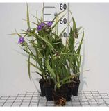 GRDplanten Groendecor Tuinarchitectuur 6x Eendagsbloem - Tradescantia (a) 'Leonora' | 9x9 cm pot