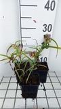 GRDplanten Groendecor Tuinarchitectuur 6x Eendagsbloem - Tradescantia (a) 'Rubra' | 9x9 cm pot