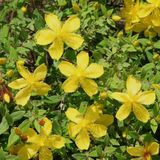 Arborix Hypericum moserianum - Hertshooi 30-40 cm in pot