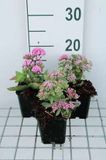 GRDplanten Groendecor Tuinarchitectuur 6x Vetkruid - Sedum hybr. 'Abbeydore' | 9x9 cm pot