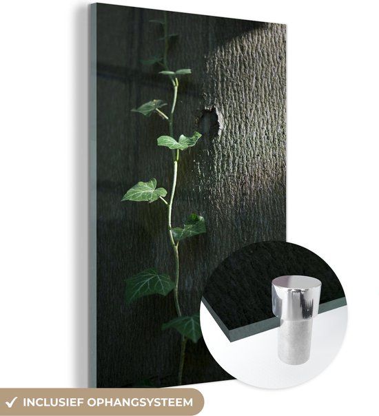 MuchoWow® Glass Painting 100x150 cm - Acrylic Glass Painting - A young Hedera climbs a tree - Photo on glass - Paintings