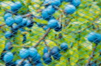 Panda - Tuinnet nano blauw maaswijdte 8x8mm 22 g/m2 5x2m