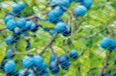 Panda - Tuinnet nano blauw maaswijdte 8x8mm 22 g/m2 5x2m