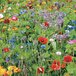 Buzzy Gemengde Wilde Bloemen Zaden - Garden Select - Voor 25m2 - Diverse Kleuren
