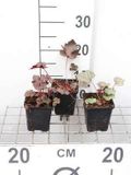 GRDplanten Groendecor Tuinarchitectuur 6x Damastbloem - Heuchera hybr. 'Black Beauty' | 9x9 cm pot