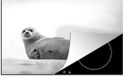 Merkloos KitchenYeah® Inductie beschermer 77x51 cm - Zeehond zwart wit - Inductiebeschermer
