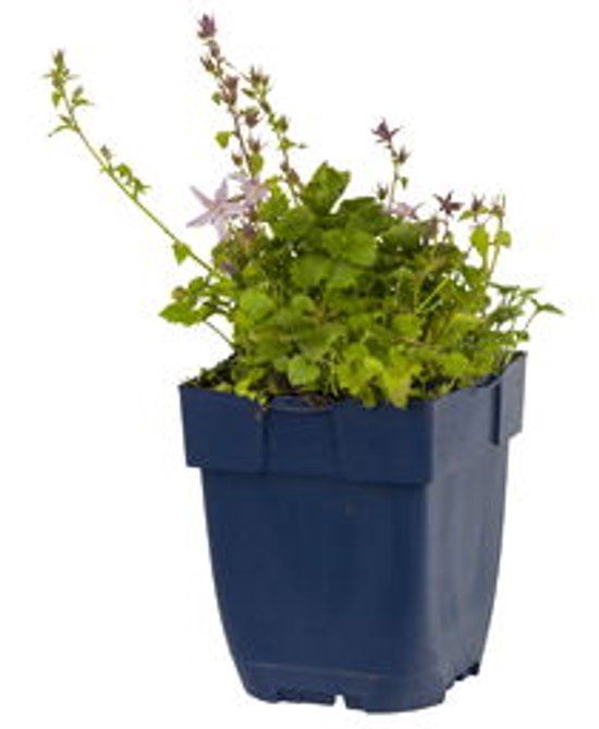 Griffioen Campanula posch. 'Lisduggan Variety'