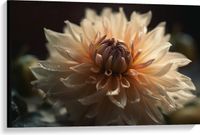 Merkloos / Sans marque Take your time Canvas - Witte Dahlia Bloem met Donkere Achtergrond - 90x60 cm Foto op Canvas Schilderij