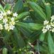 Arborix Bol Pittosporum Tobira - Australische Laurier - 40-50 cm in pot