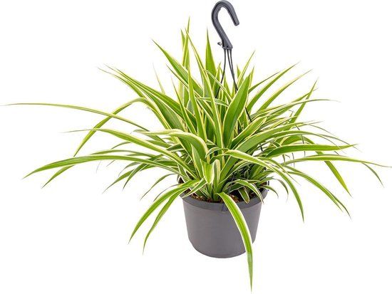Graslelie 'Variegatum' - Kamerplant in Hangpot - ⌀18 cm