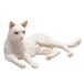 Mojo Fun Cat Lying White