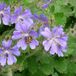 Arborix Geranium 'Philippe Vapelle' - Ooievaarsbek pot 9x9cm