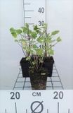 Groendecor Tuinarchitectuur 6x Mauve - Lavatera hybr. 'Barnsley' | pot de 9x9 cm