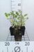 Groendecor Tuinarchitectuur 6x Mauve - Lavatera hybr. 'Barnsley' | pot de 9x9 cm