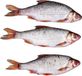 Prebaits Hengelsport Speciaalzaken B.V. Doodaas Voorn Groot - Vacuüm verpakt - 20-28CM - 2-3ST