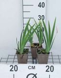GRDplanten Groendecor Tuinarchitectuur 6x Dwergbaardiris - Iris (pum.) 'Brassie' | 9x9 cm pot